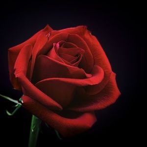 Meet your Posher, Baby